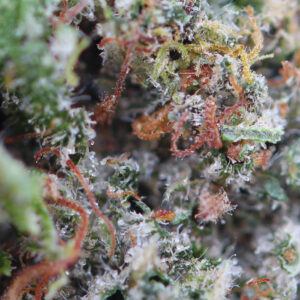 Critical – fiore di CBD Spliff, primo piano