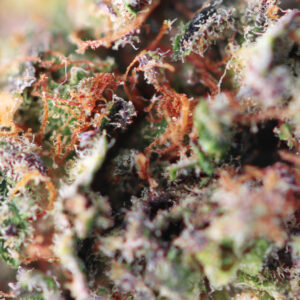 Dutch Grandma – fiore di CBD Spliff, foto 2