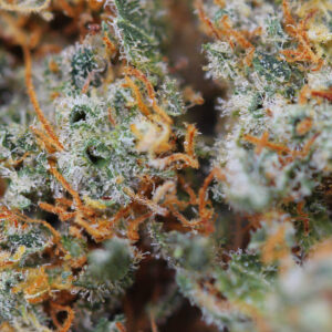 Lemon Skunk – fiore di CBD Spliff, primo piano