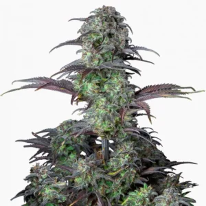 Semi di cannabis Blueberry Spliff