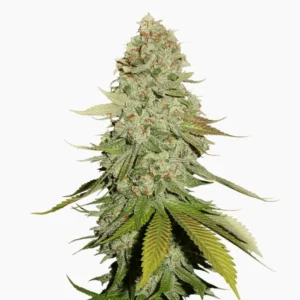 Spliff Cannabis semi Gorilla Glue