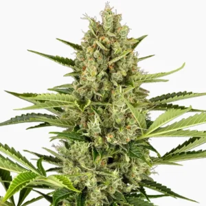 Semi di cannabis Jack Herer Spliff