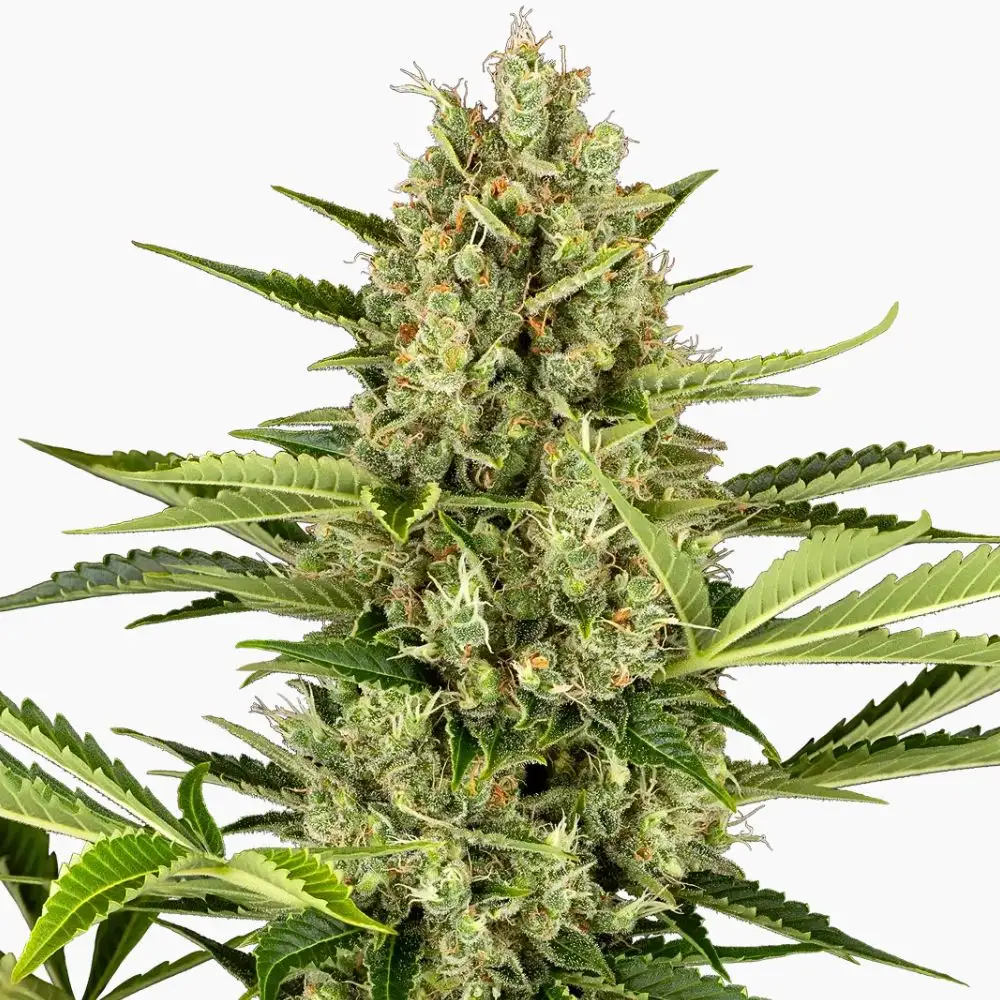 Semi di cannabis Jack Herer Spliff