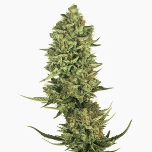 Semi di cannabis Lemon Kush Spliff