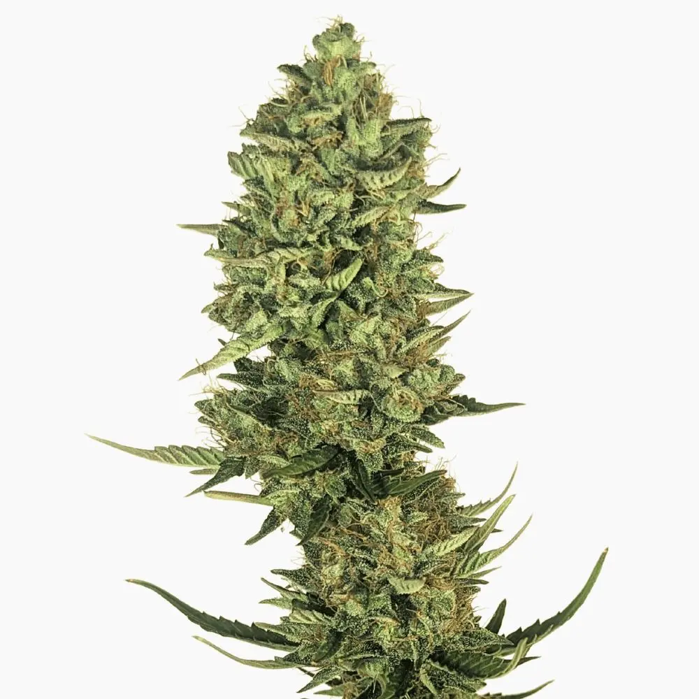 Semi di cannabis Lemon Kush Spliff