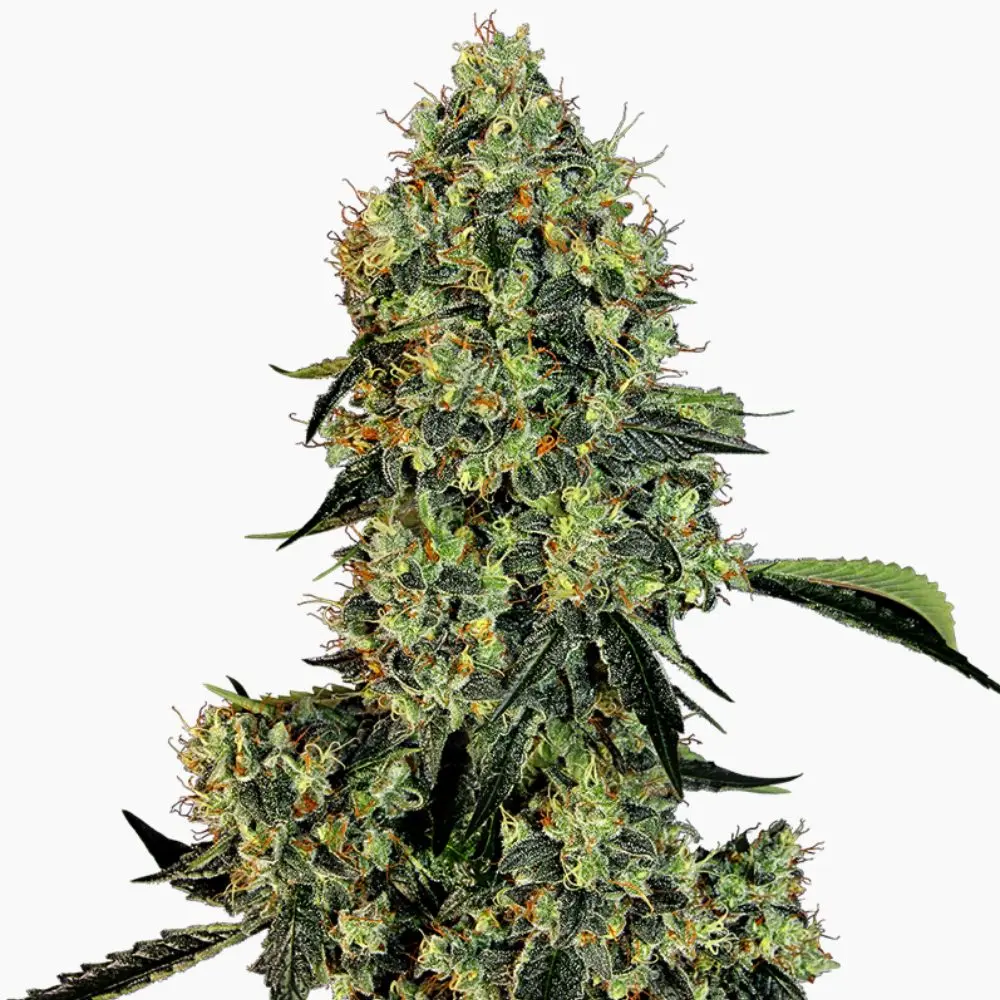 Cannabis-Samen OG KUSH Spliff