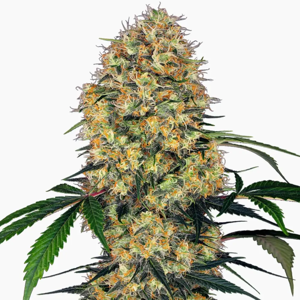Graine cannabis amnesia Spliff thc