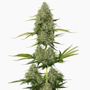 Graine cannabis critical spliff