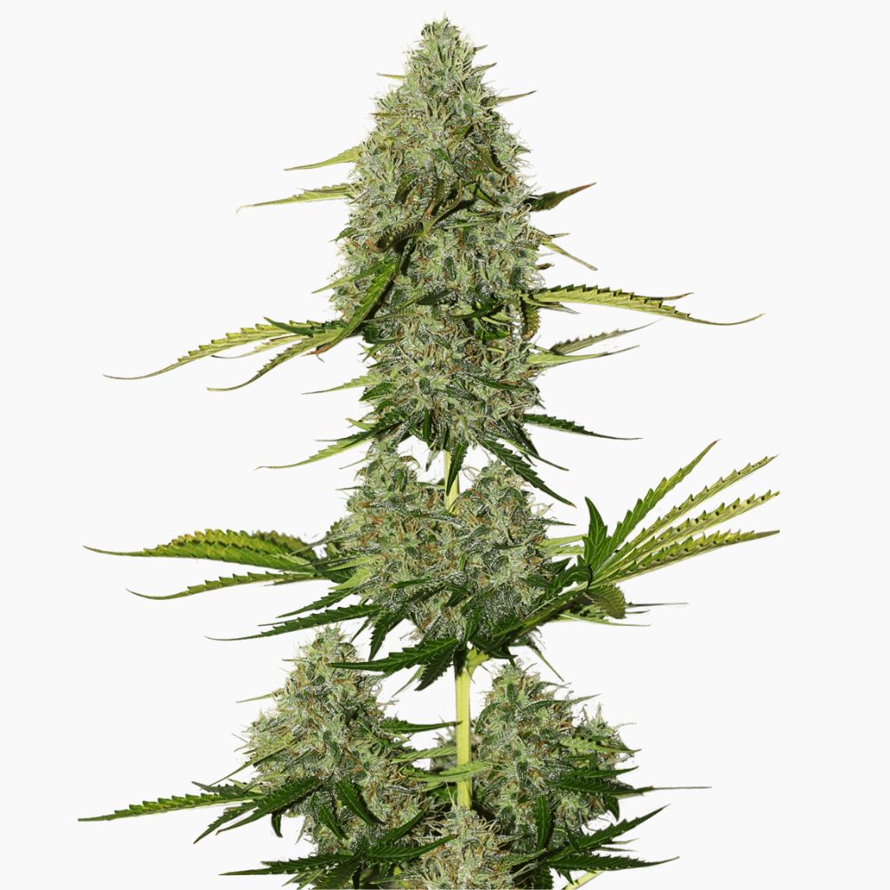 Graine cannabis critical spliff