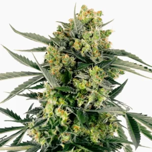 Cannabis-Samen Mobydick