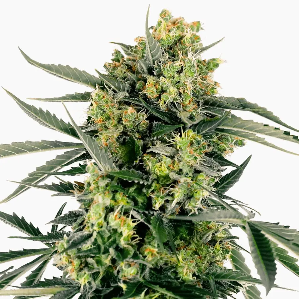 Cannabis-Samen Mobydick