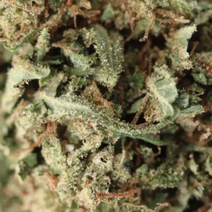 Dream Diesel – fiore di CBD Spliff, primo piano