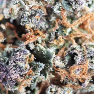 Macro Mind Fucker THCX spLIFF