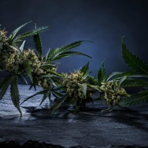 Infiorescenze di cannabis light con foglie palmate su superficie scura, illuminazione teatrale