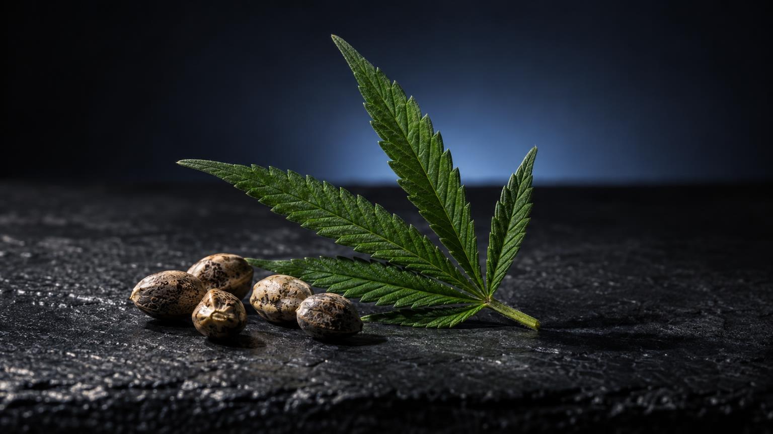 Foglia di cannabis verde e semi marroni su superficie scura, CBD effetti sul cervello