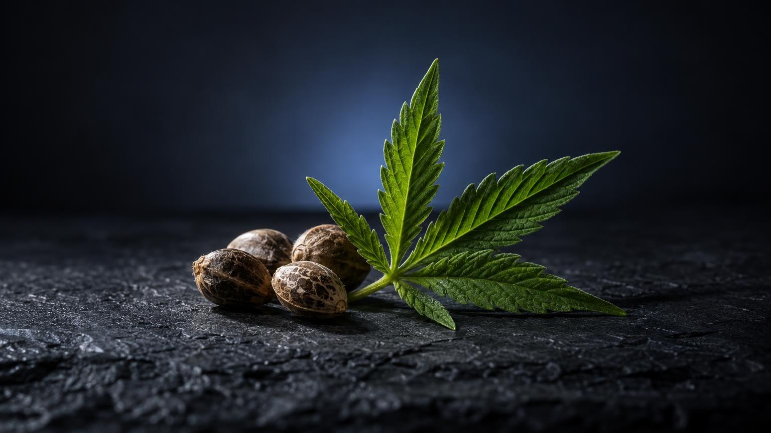 Semi e foglia verde di cannabis su superficie scura, simbolo della pianta utilizzata negli studi su Cbd effetti sul cuore