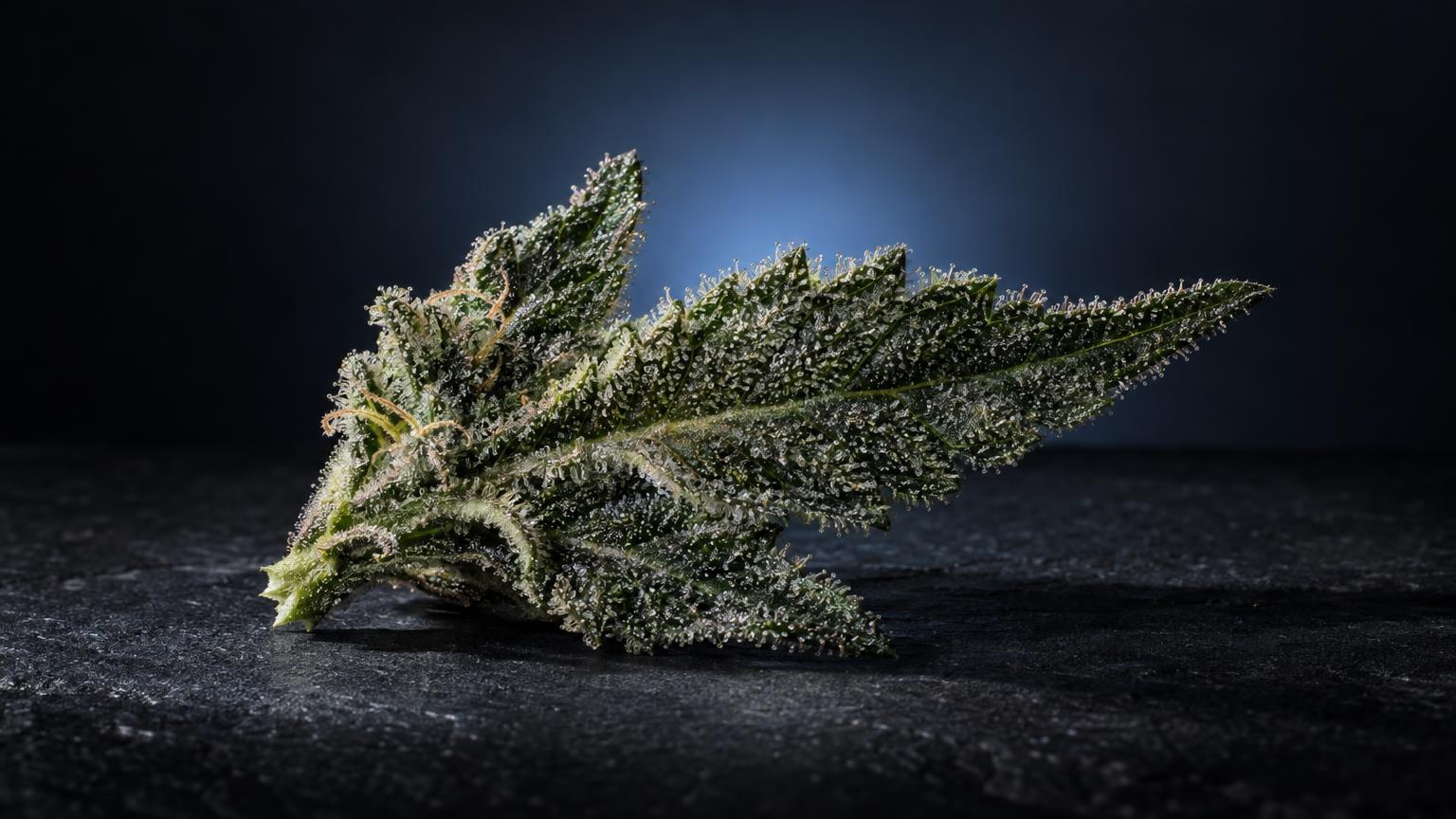 Fiore di cannabis con tricomi cristallini su sfondo scuro, illustra la materia prima per l'estrazione di CBD isolato