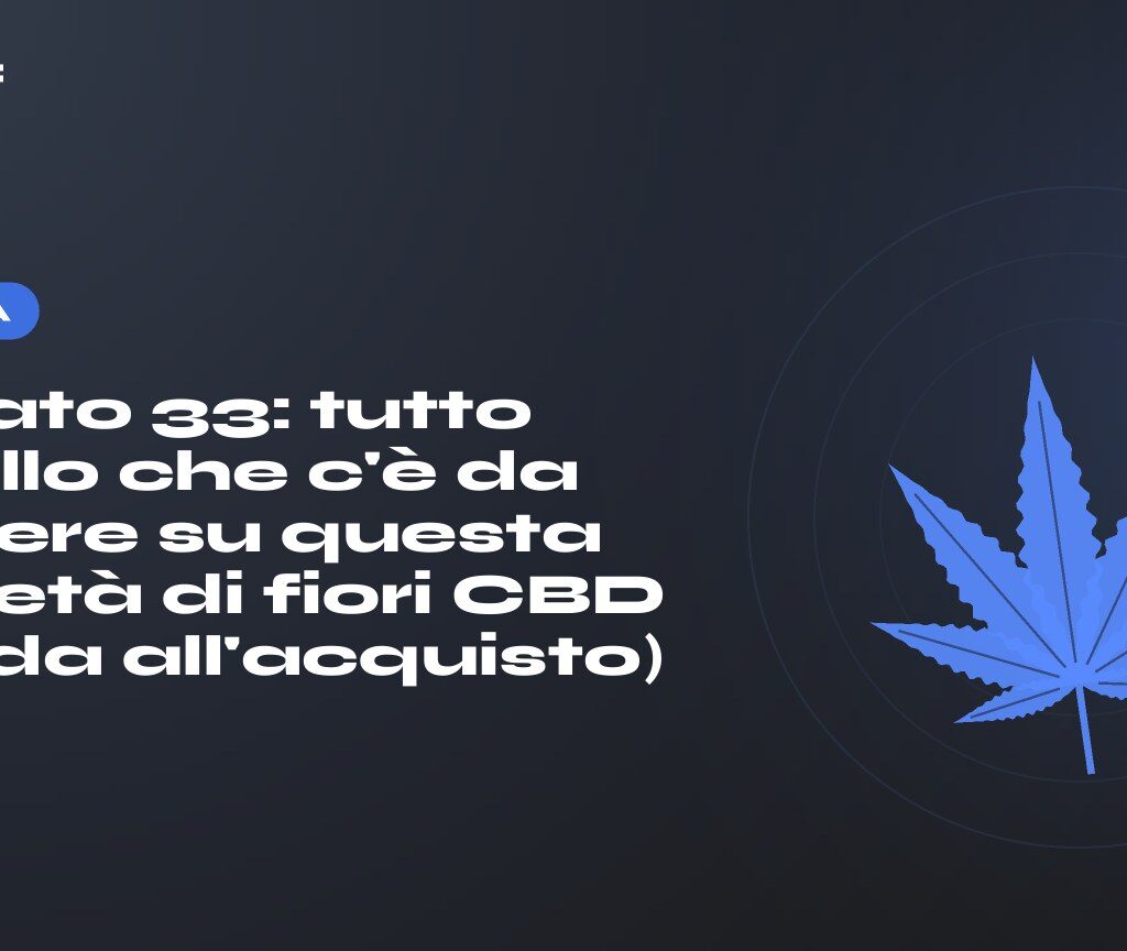 Gelato 33: tutto quello che c'è da sapere su questa varietà di fiori CBD (guida all'acquisto)