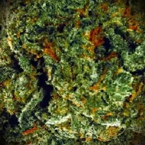 Recensione cliente Amnesia con foto - Spliff