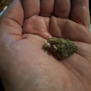 Recensione cliente Critical con foto - Spliff