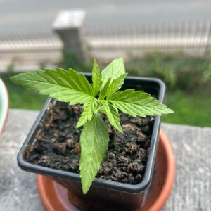 Recensione cliente Gelato Auto con foto - Spliff