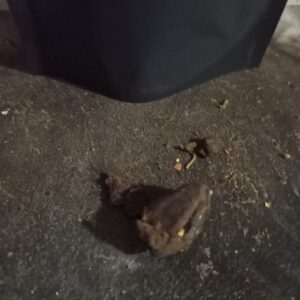 Recensione cliente Kashmir Hash con foto - Spliff