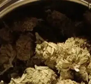 Recensione cliente Minibud Premium Superskunk con foto - Spliff