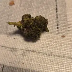 Recensione cliente Minibud Premium con foto - Spliff