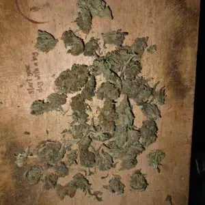Recensione cliente Minibud Premium con foto - Spliff