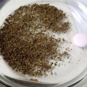 Recensione cliente Spinelli THCX pre-rollati - Royal Hash con foto - Spliff