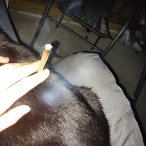 Recensione cliente Spinelli THCX pre-rollati - Jack Herer con foto - Spliff