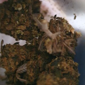 Recensione cliente Sour Diesel con foto - Spliff
